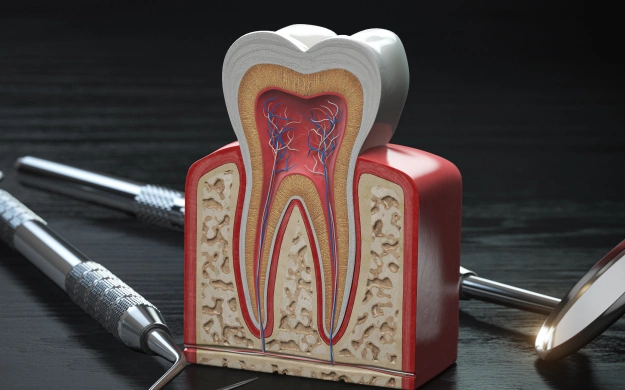Anatomical tooth model displaying internal structure with dental instruments on dark surface.