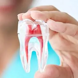 Cross-section model of tooth showing internal anatomy with pulp chamber and root canals in red and blue.